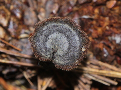 Auriscalpium vulgare