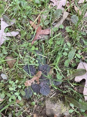 Salvia lyrata