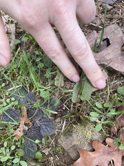 Salvia lyrata