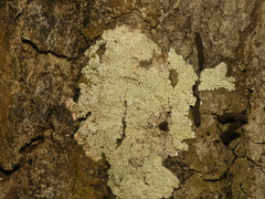 Pertusaria paratuberculifera