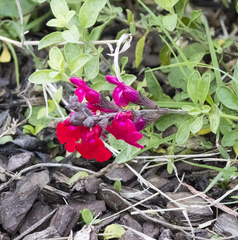 Salvia coccinea