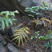 Curved-Stem Ginger - Photo (c) Radha Veach, some rights reserved (CC BY-NC), uploaded by Radha Veach