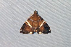 Eulepidotis albata