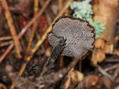 Auriscalpium vulgare