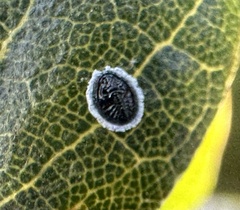 Tetraleurodes perileuca