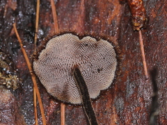 Auriscalpium vulgare