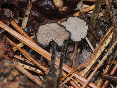 Auriscalpium vulgare
