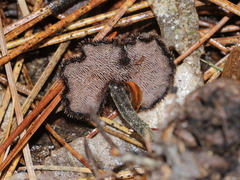 Auriscalpium vulgare
