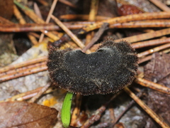 Auriscalpium vulgare