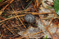 Auriscalpium vulgare