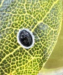 Tetraleurodes perileuca