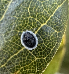 Tetraleurodes perileuca