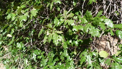 Quercus × ganderi