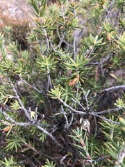 Stenanthera conostephioides