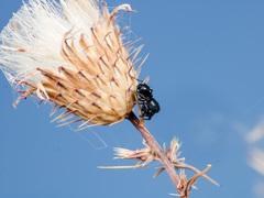 Heliophanus chovdensis