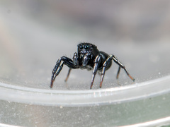 Heliophanus chovdensis