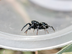 Heliophanus chovdensis