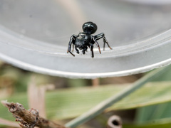 Heliophanus chovdensis