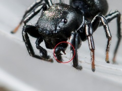 Heliophanus chovdensis