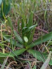 Fritillaria liliacea