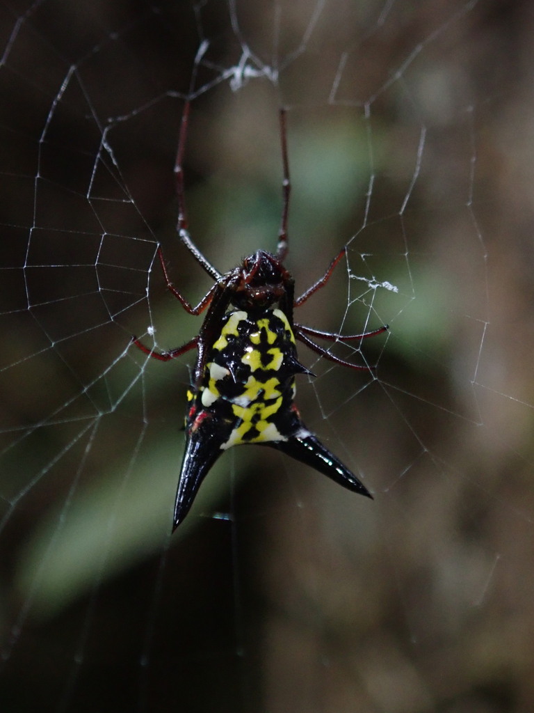 Micrathena raimondi