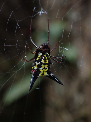 Micrathena raimondi