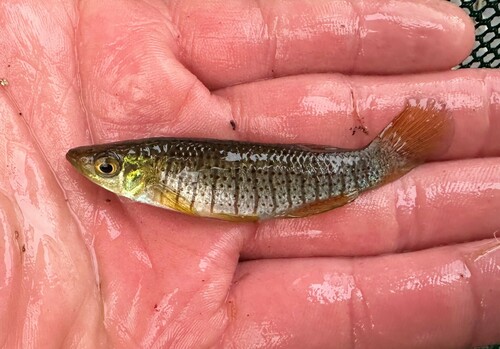 Bayou topminnow (Fundulus nottii) — Fundulidae — 2