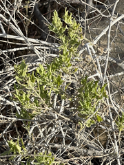Bebbia atriplicifolia