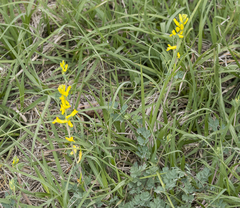 Corydalis micrantha