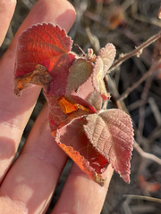 Acalypha californica
