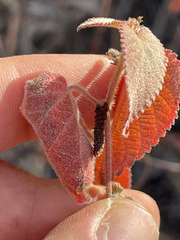 Acalypha californica