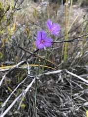 Thysanotus racemoides