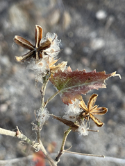 Hibiscus ribifolius