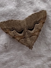 Hemeroplanis incusalis