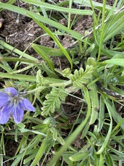 Phacelia ciliata