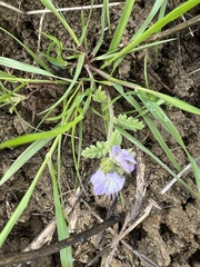 Phacelia ciliata