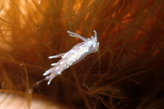 Cuthona divae
