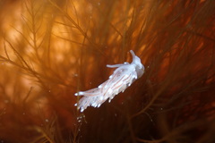 Cuthona divae