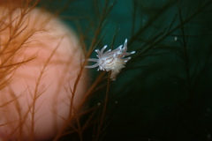 Cuthona divae