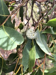 Eucalyptus arenacea
