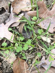 Ranunculus parviflorus