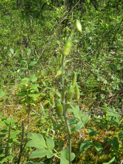 Corydalis paeoniifolia