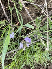 Phacelia ciliata