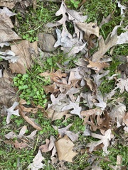 Ranunculus parviflorus