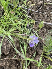 Phacelia ciliata