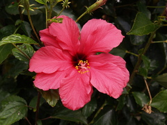 Hibiscus rosa-sinensis