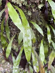 Loxogramme dictyopteris