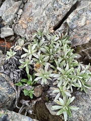 Celmisia angustifolia