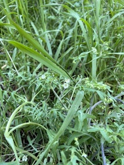 Pholistoma membranaceum