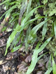 Loxogramme dictyopteris
